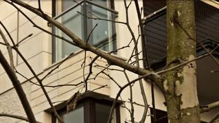 Apartamenty Platan Plaza