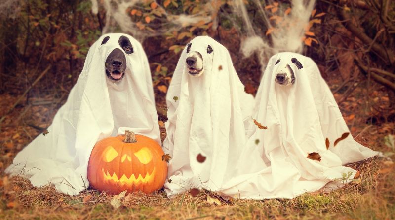 psy przebrane na duszki na halloween